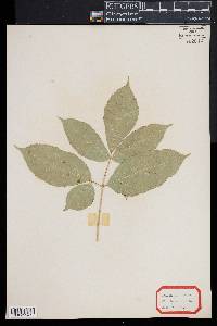 Aralia nudicaulis image