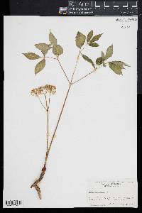 Aralia nudicaulis image