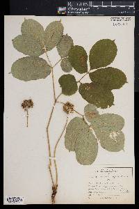 Aralia nudicaulis image