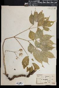 Aralia nudicaulis image