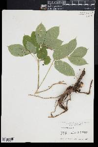 Aralia nudicaulis image