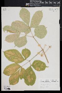 Aralia nudicaulis image