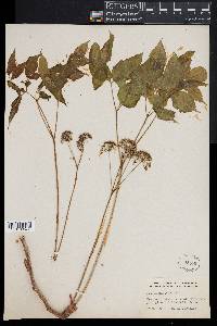 Aralia nudicaulis image