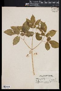 Aralia nudicaulis image