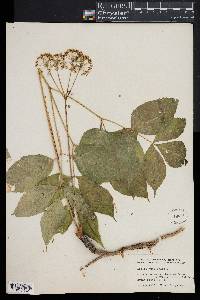 Aralia nudicaulis image