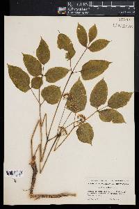 Aralia nudicaulis image