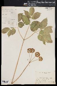 Aralia nudicaulis image