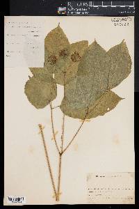 Aralia nudicaulis image