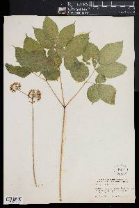 Aralia nudicaulis image