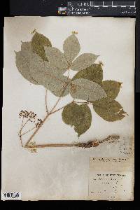 Aralia nudicaulis image