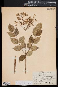 Aralia spinosa image