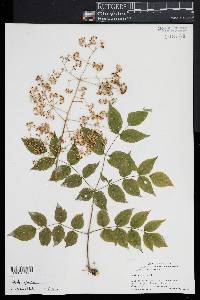 Aralia spinosa image