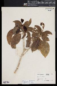 Dendropanax arboreus image