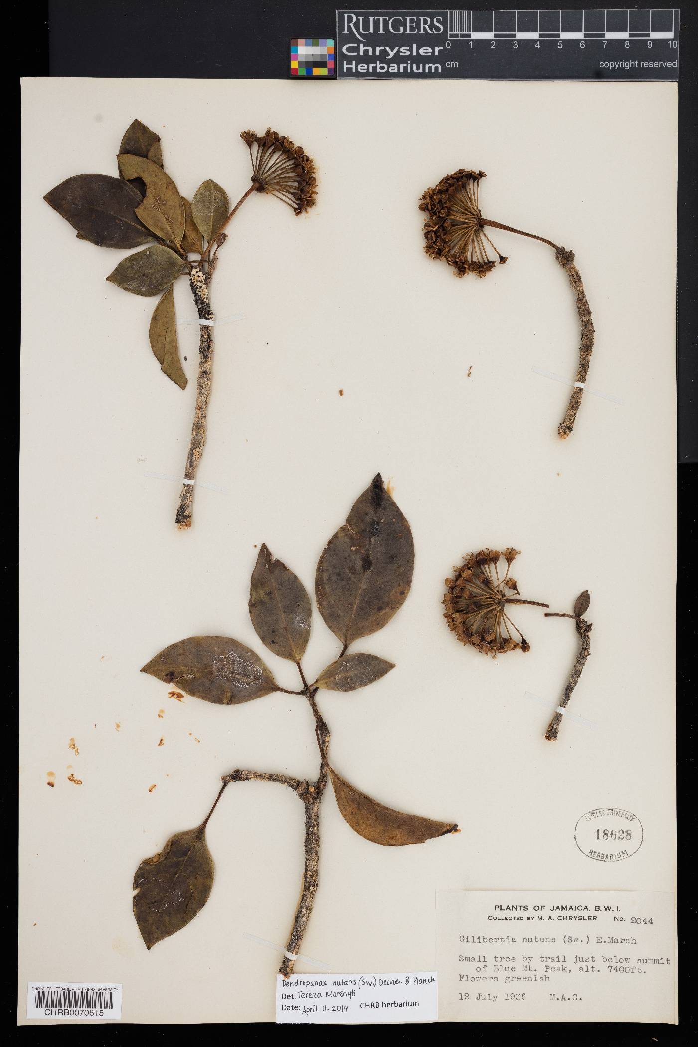 Dendropanax nutans image