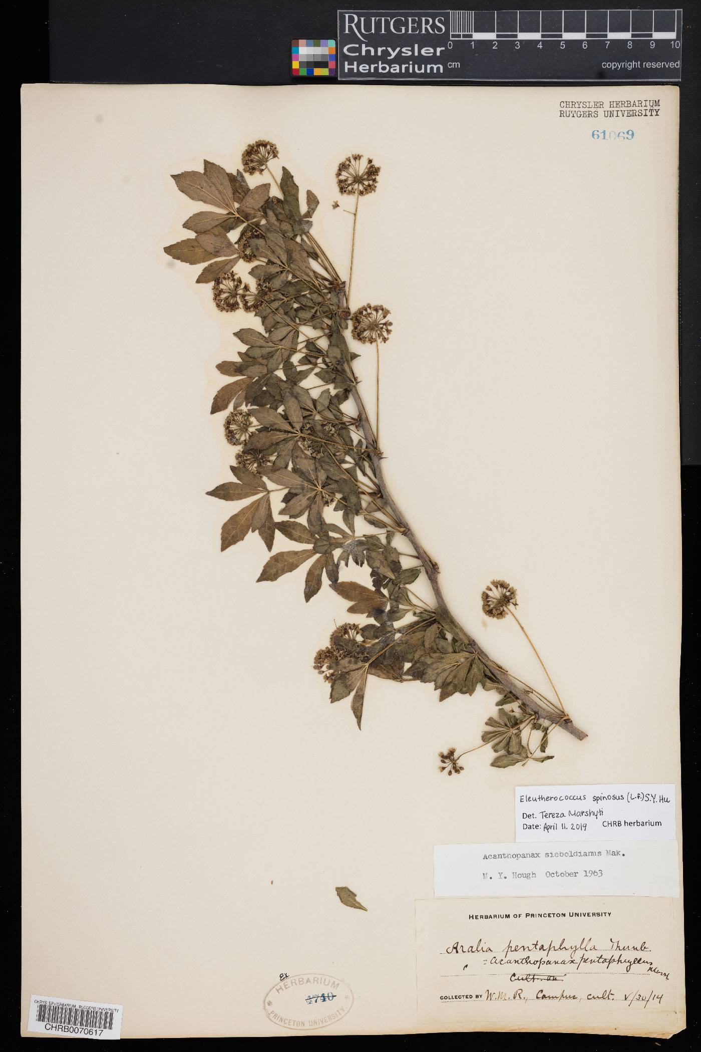 Eleutherococcus spinosus image