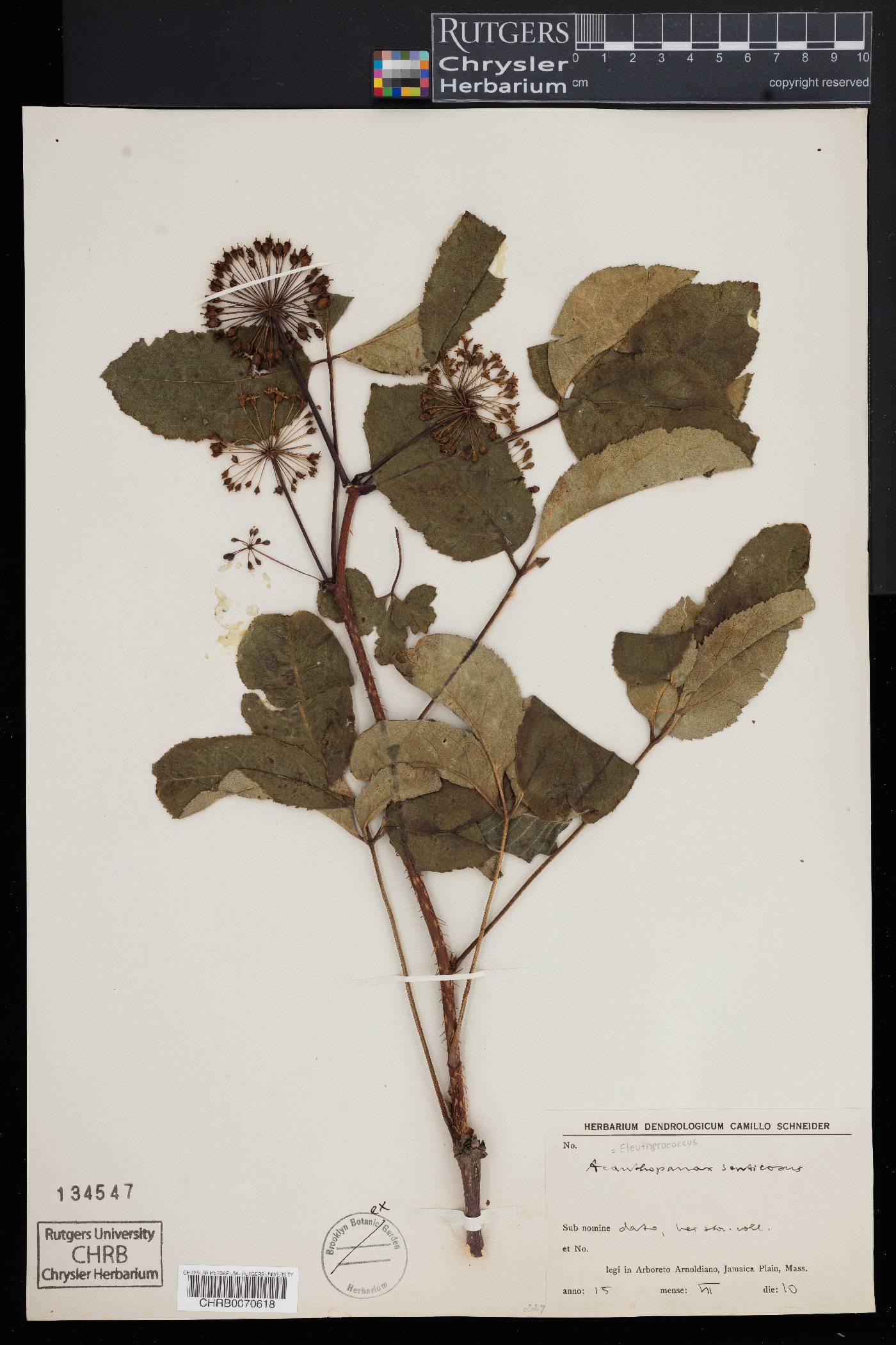Eleutherococcus sieboldianus image