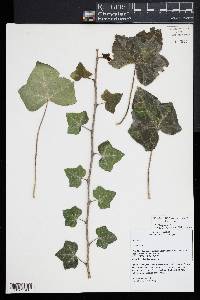 Hedera hibernica image