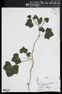 Hedera helix image