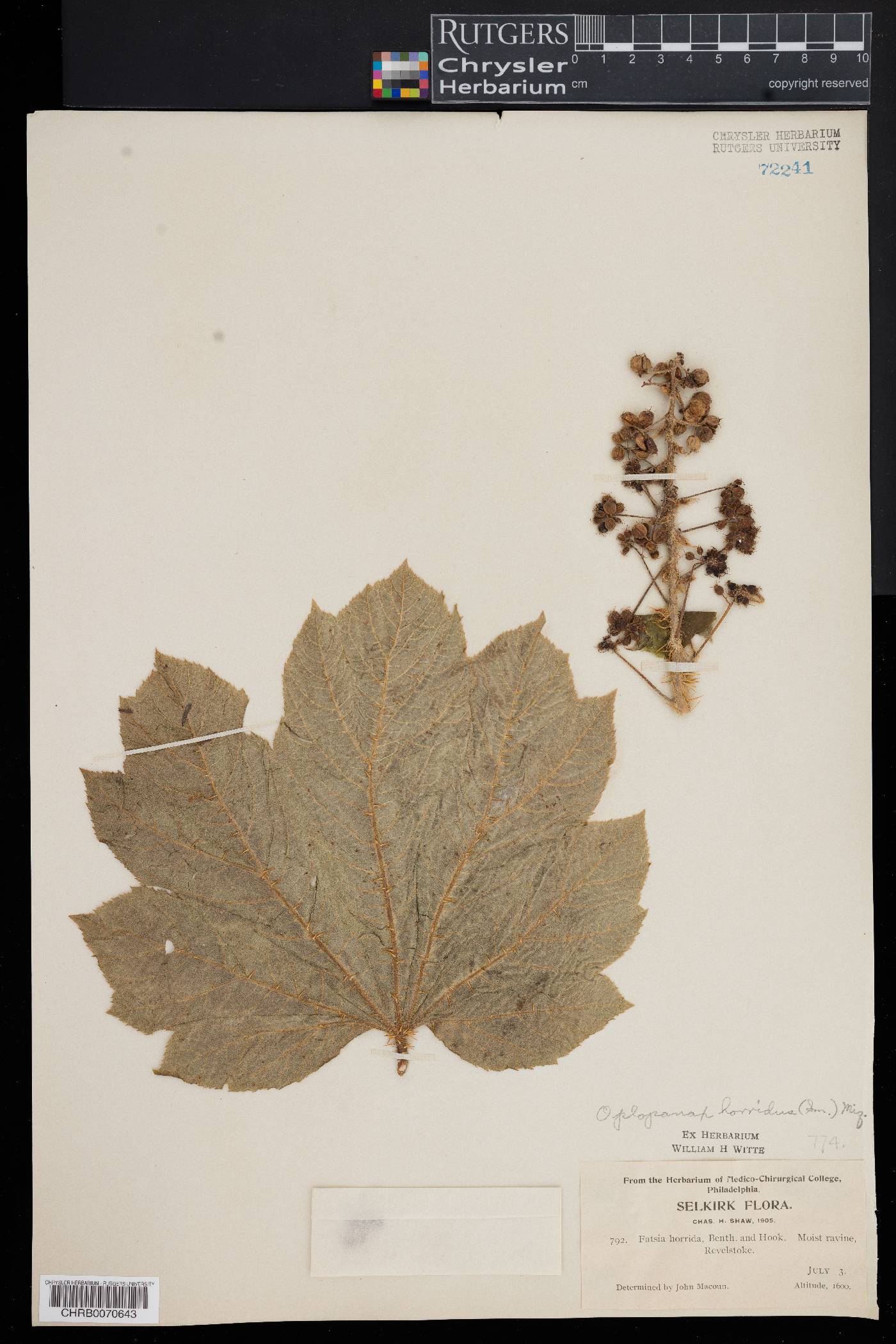 Fatsia horrida image