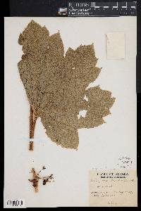 Fatsia horrida image