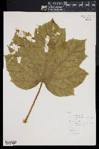 Oplopanax horridus image