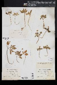 Panax trifolium image