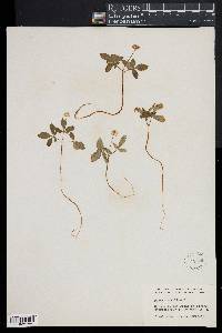 Panax trifolium image