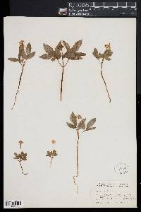 Panax trifolium image