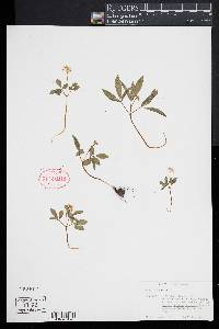 Panax trifolium image