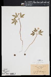 Panax trifolium image