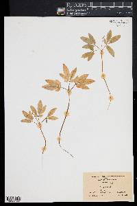 Panax trifolium image