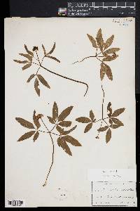 Panax trifolium image