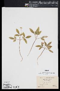 Panax trifolium image