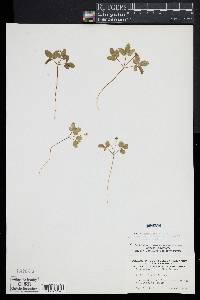 Panax trifolium image