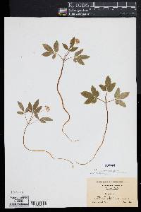 Panax trifolium image