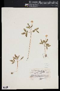 Panax trifolium image