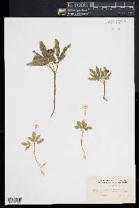 Panax trifolium image