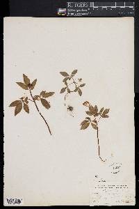 Panax trifolium image