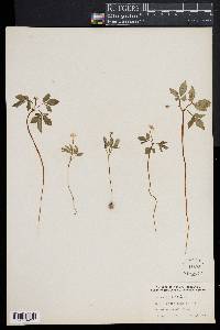 Panax trifolium image