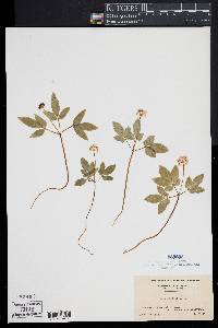 Panax trifolium image