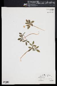 Panax trifolium image