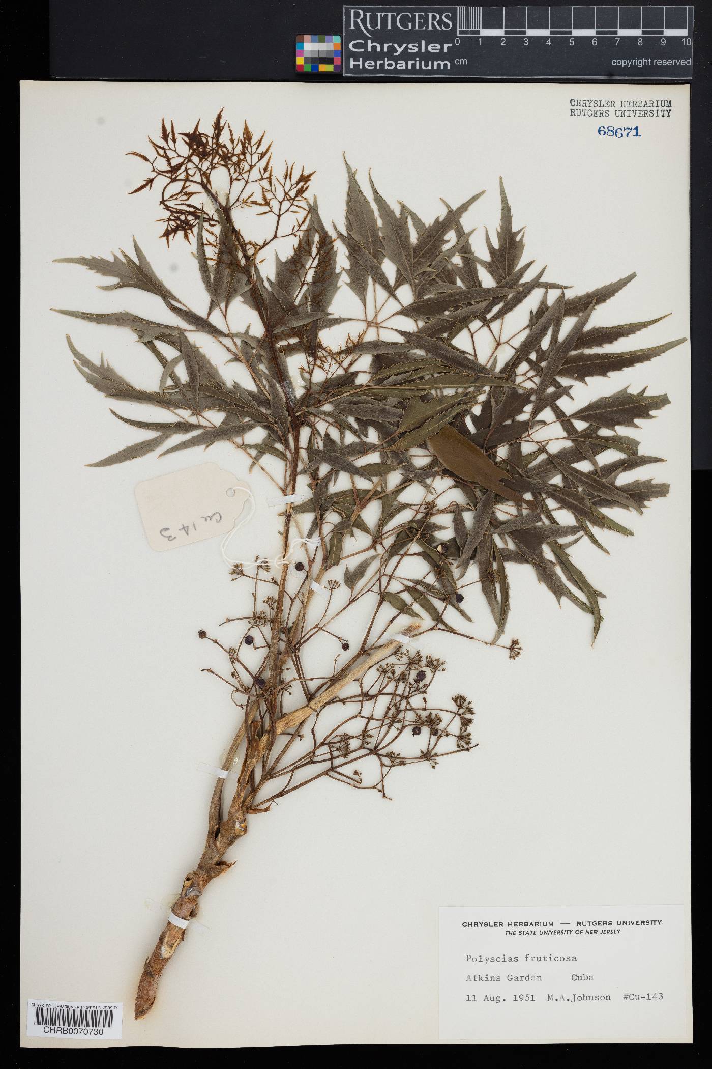 Polyscias fruticosa image