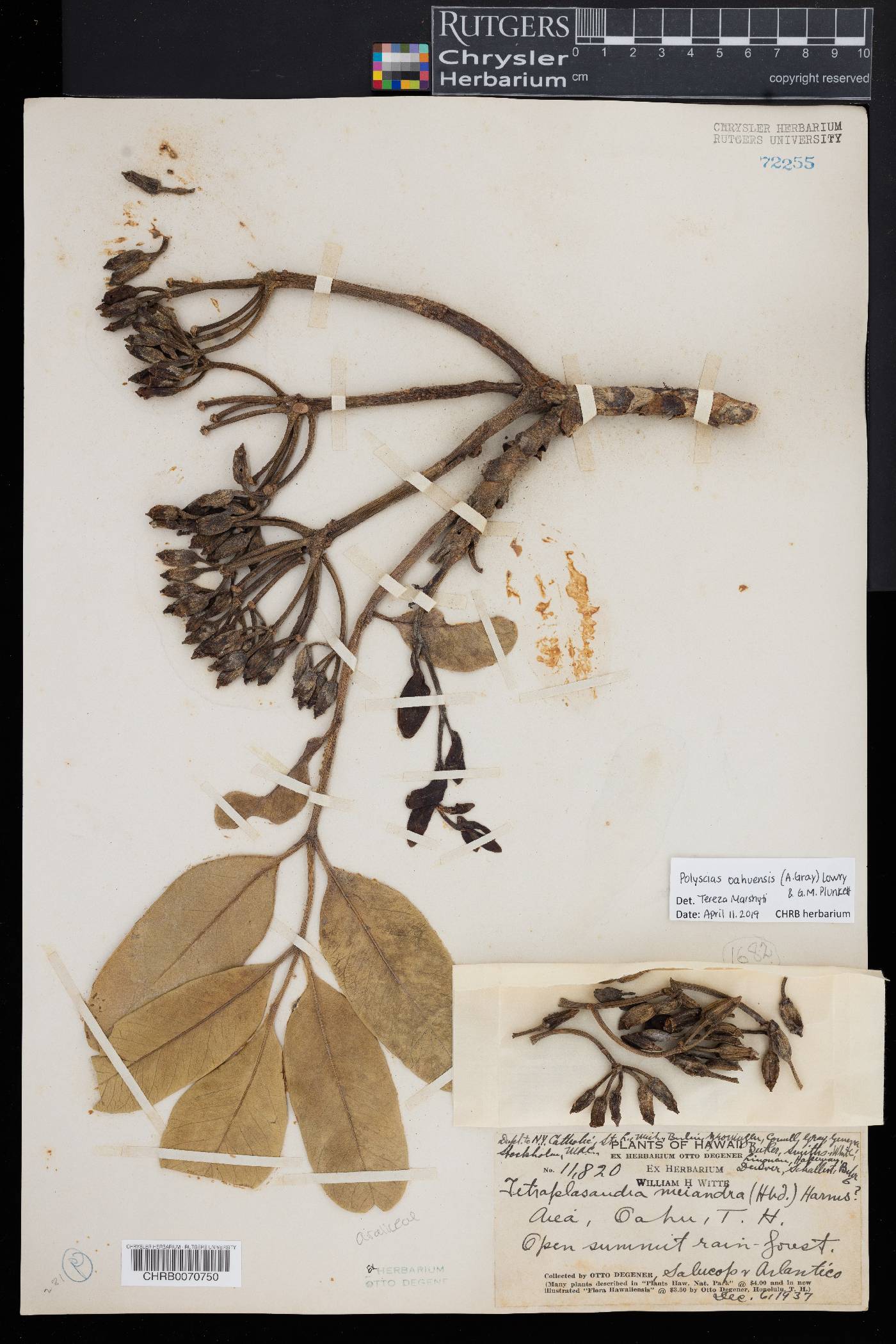 Polyscias oahuensis image