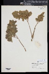 Polyscias obtusifolia image