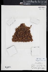 Media resource of Sciodaphyllum glabratum