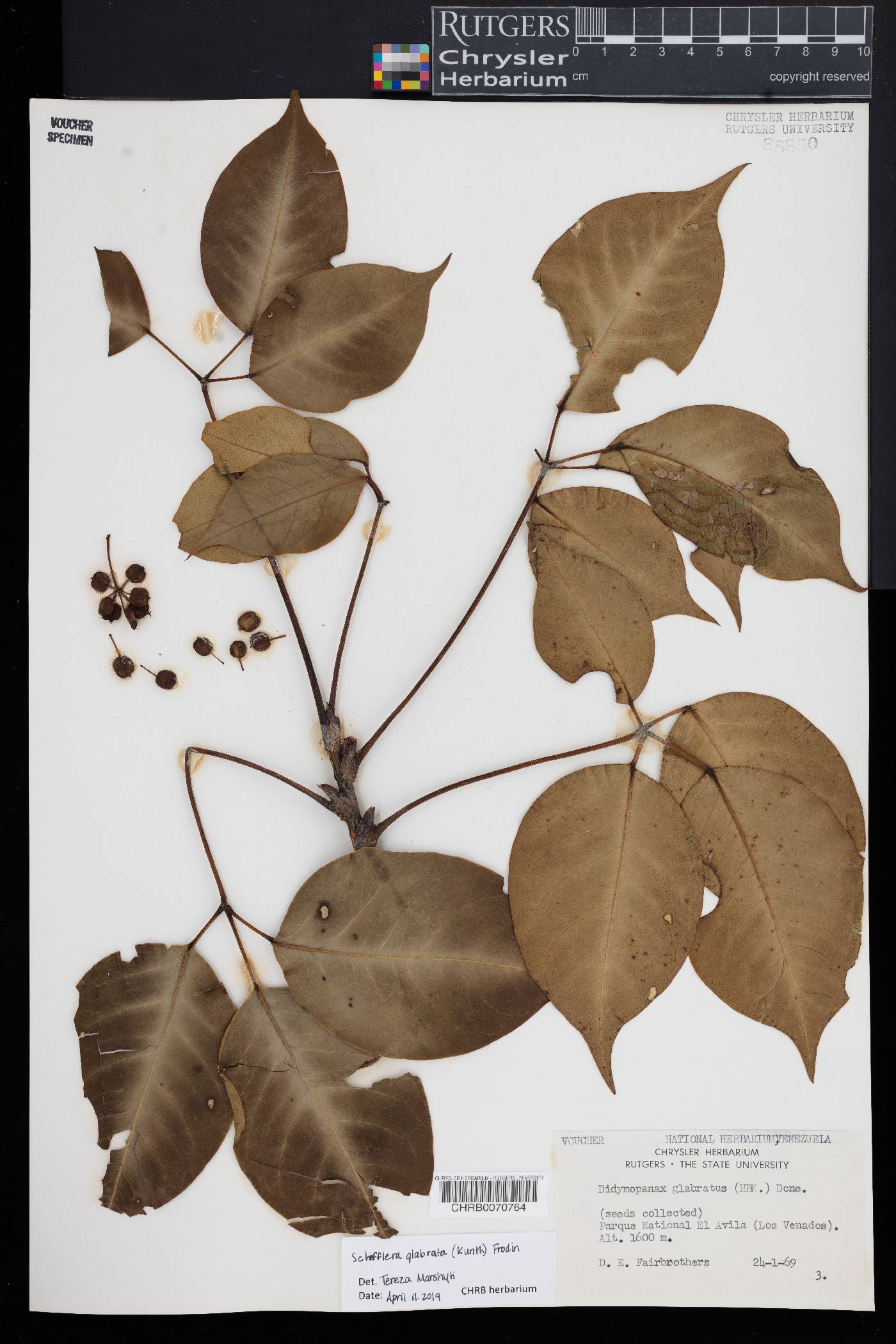 Sciodaphyllum glabratum image