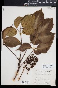 Sciodaphyllum glabratum image
