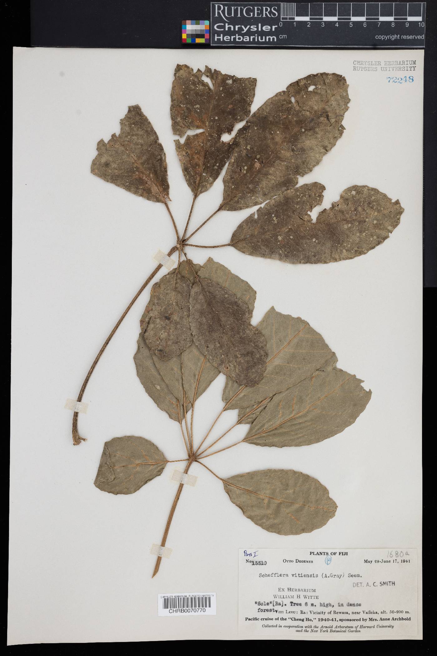 Schefflera vitiensis image