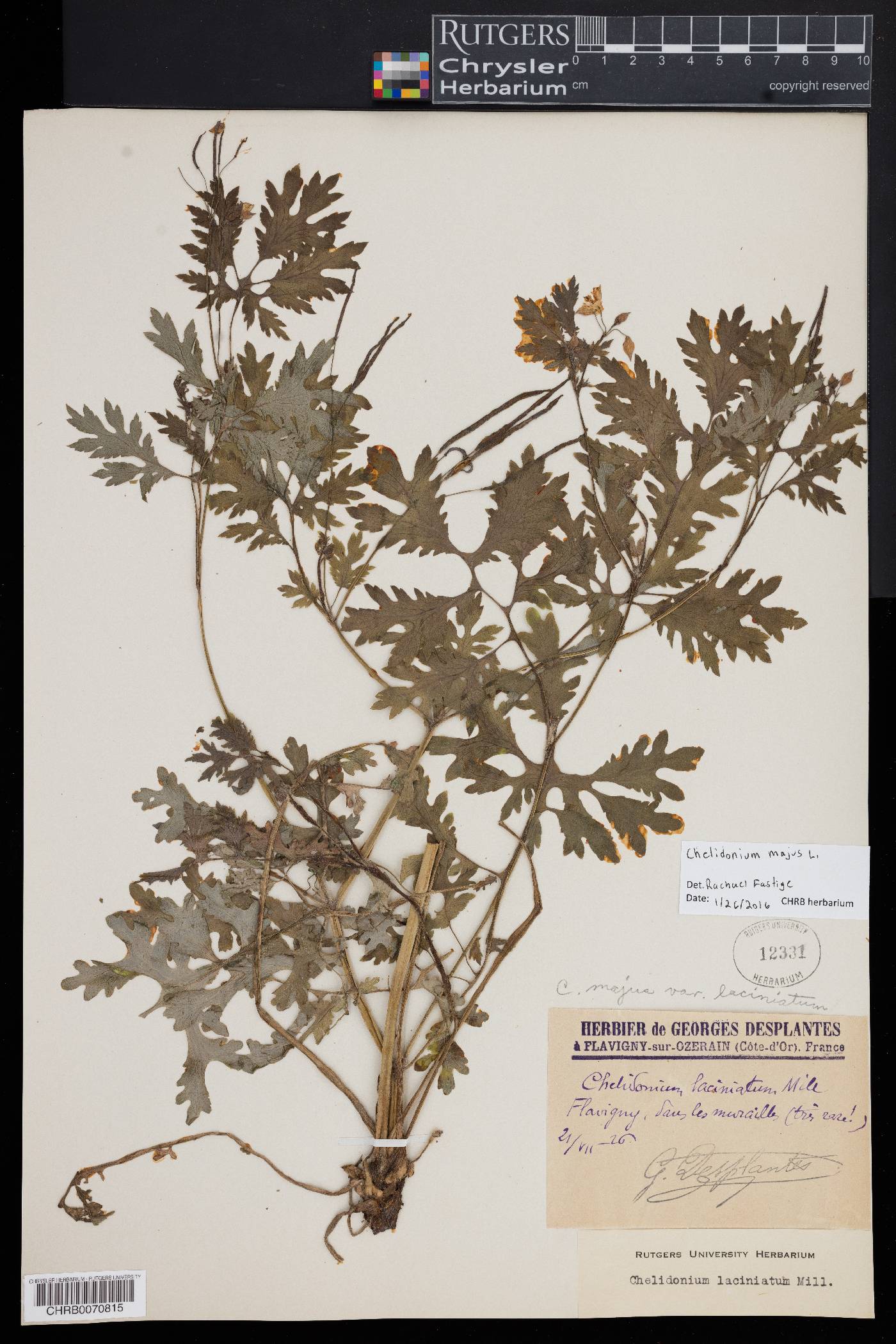 Chelidonium majus var. laciniatum image