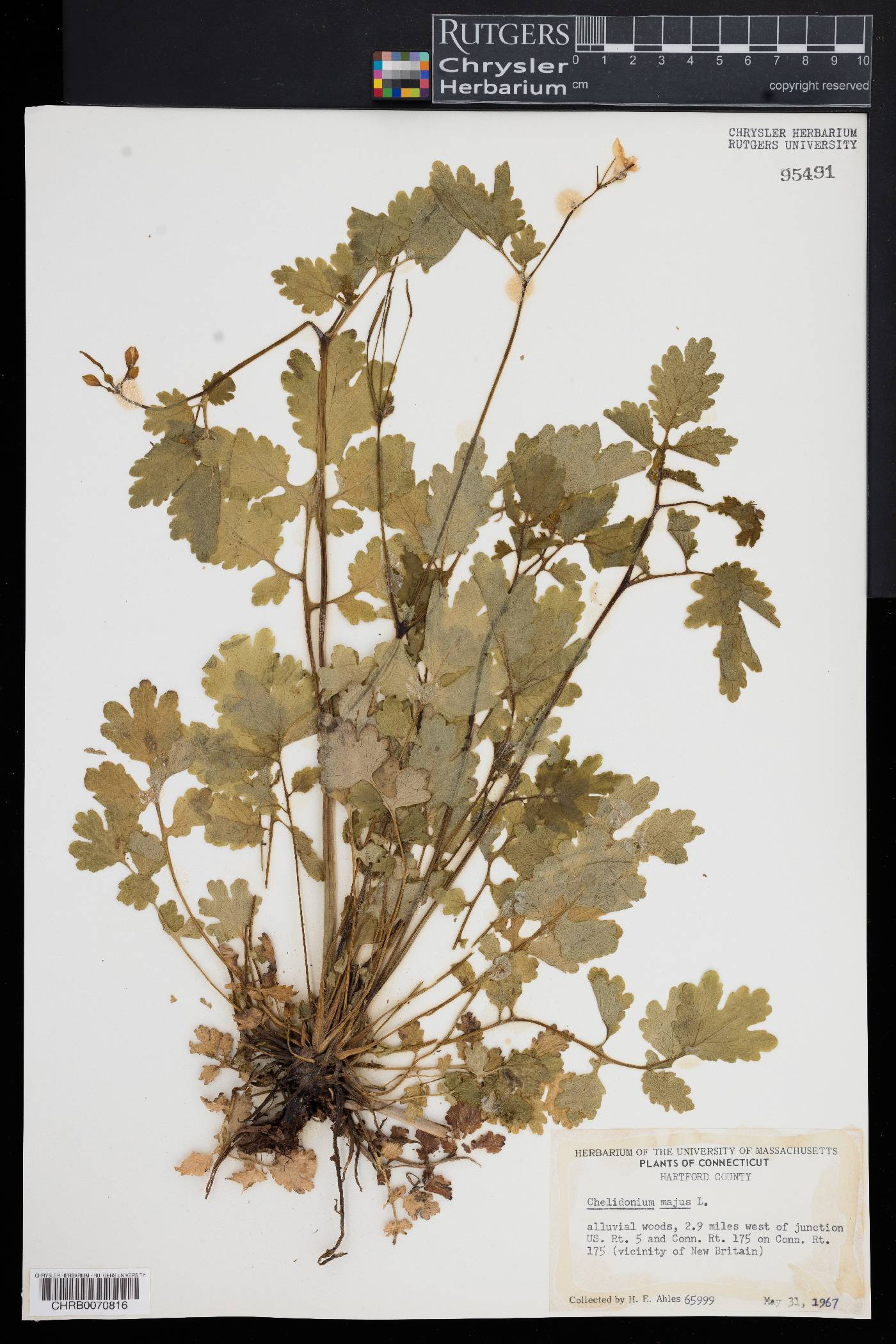 Chelidonium majus var. laciniatum image